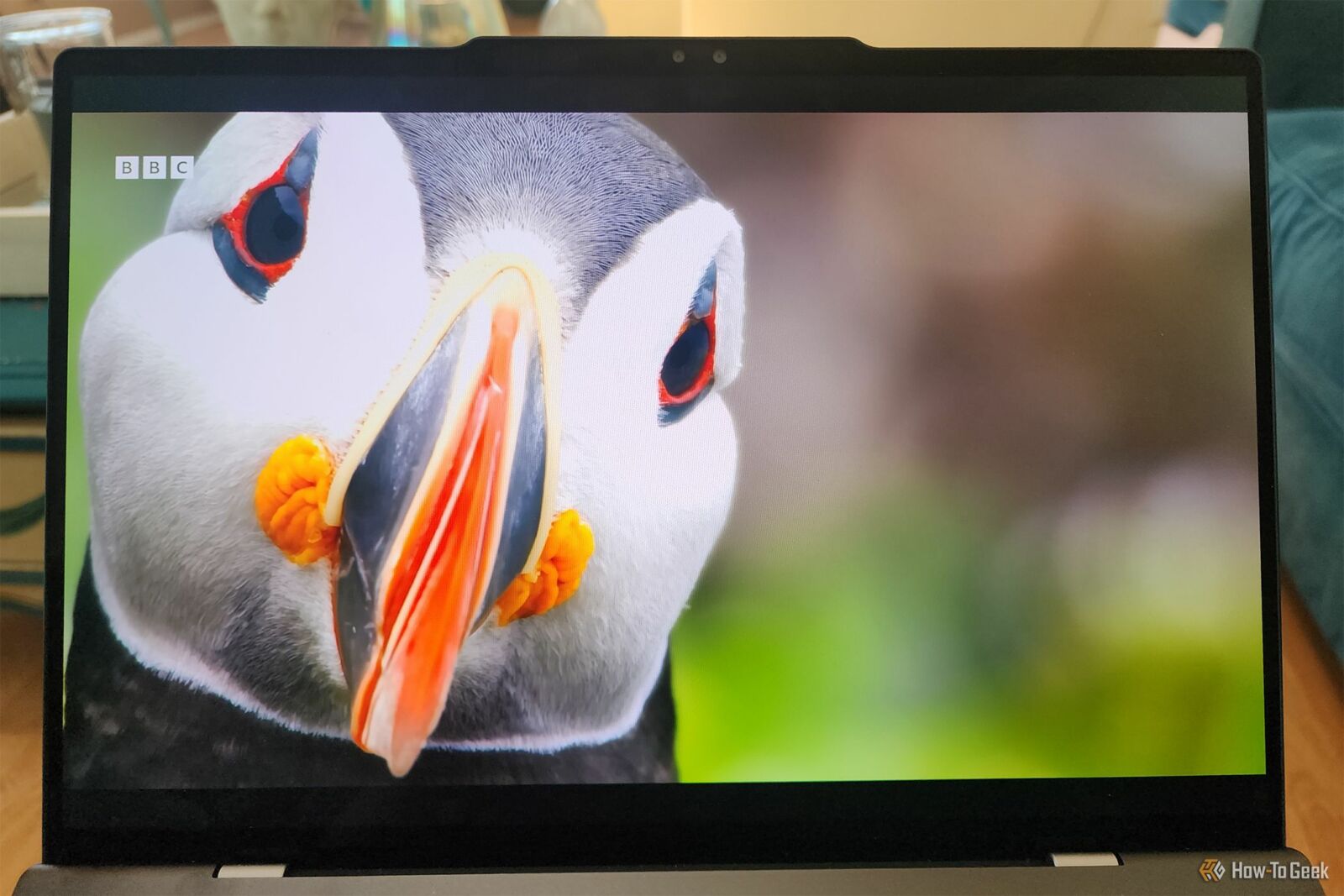 The Lenovo ThinkPad Z13 Gen2 laptop playing a nature video of a puffin.